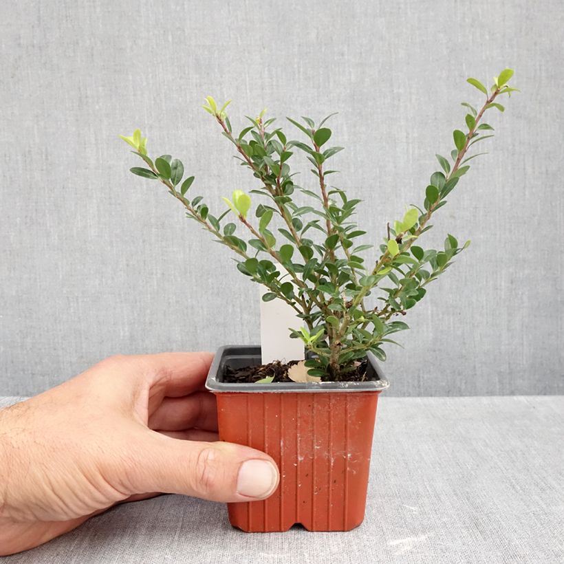 Exemplar von Japanische Stechpalme Glory Gem - Ilex crenata Kleine Töpfe von 8/9 cm wie im Herbst geliefert