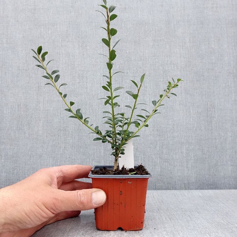 Exemplar von Japanische Stechpalme Glory Gem - Ilex crenata Kleine Töpfe von 8/9 cm wie im Frühjahr geliefert