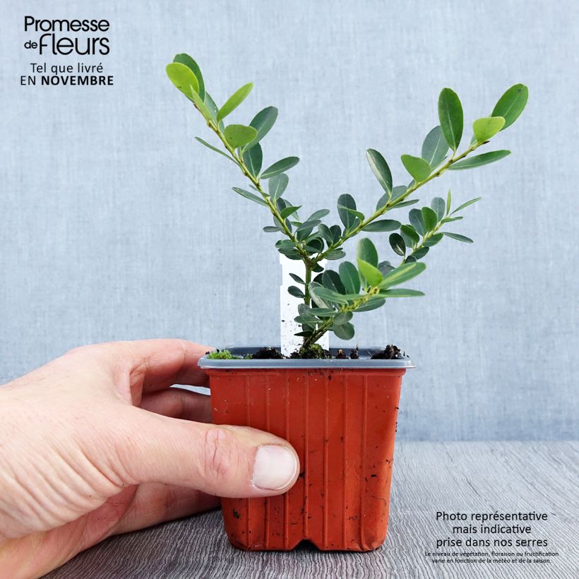 Exemplar von Japanische Stechpalme Green Hedge - Ilex crenata Kleine Töpfe von 8/9 cm wie im Herbst geliefert