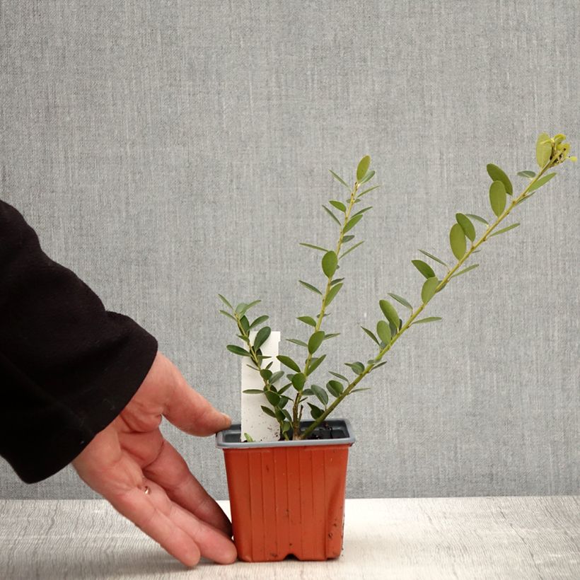 Exemplar von Japanische Stechpalme Green Hedge - Ilex crenata Kleine Töpfe von 8/9 cm wie im Frühjahr geliefert