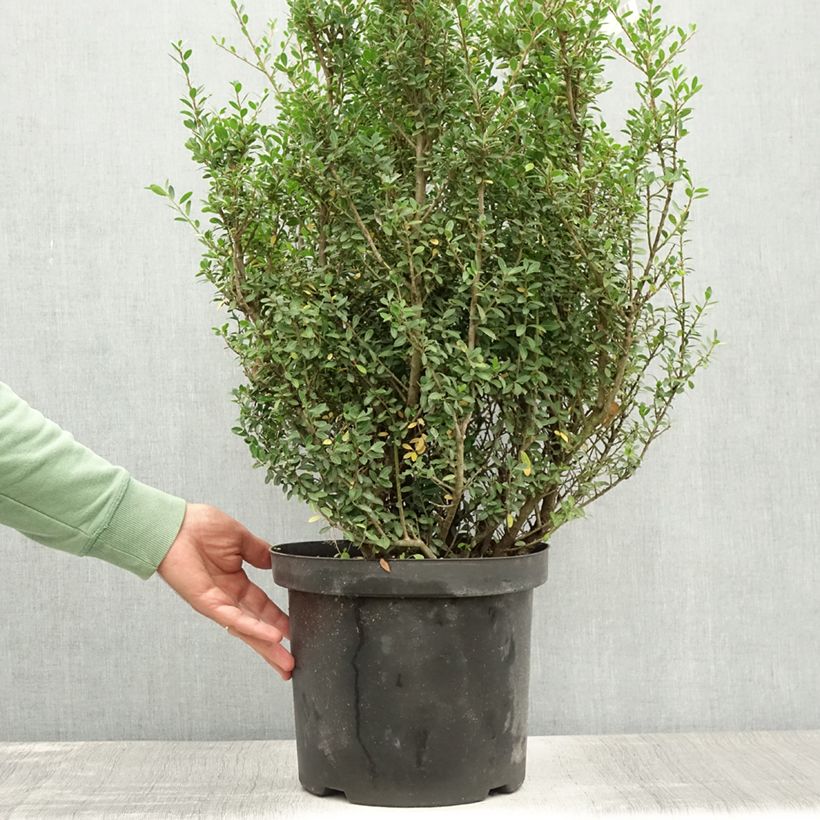 Exemplar von Japanische Stechpalme Green Hedge - Ilex crenata Topf mit 7,5L/10L wie im Sommer geliefert