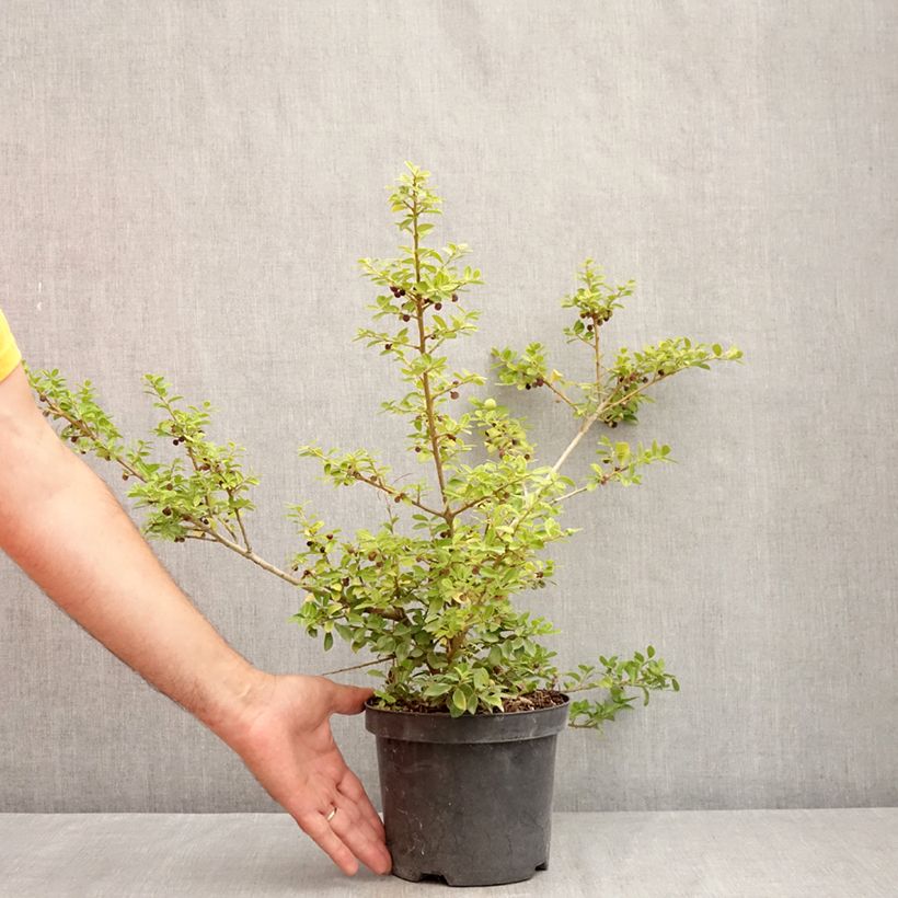 Exemplar von Japanische Stechpalme Green Lustre - Ilex crenata Topf mit 2L/3L wie im Sommer geliefert