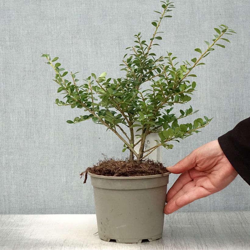 Exemplar von Japanische Stechpalme Green Lustre - Ilex crenata Topf mit 2L/3L wie im Frühjahr geliefert