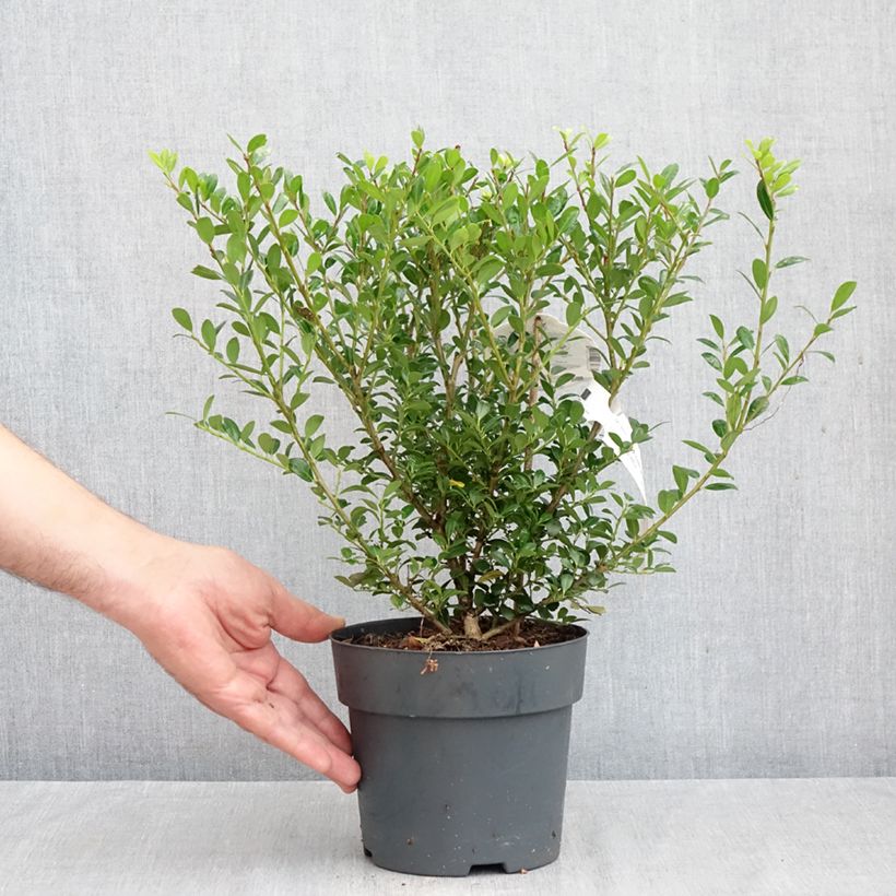 Exemplar von Japanische Stechpalme Luxus Hedge - Ilex crenata Topf mit 2L/3L wie im Herbst geliefert