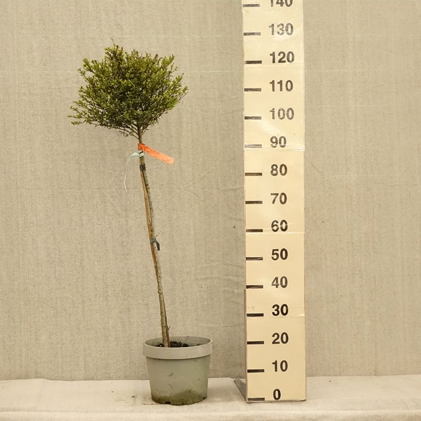 Exemplar von Japanische Stechpalme Kinme - Ilex crenata Topf mit 7,5L/10L wie im Herbst geliefert