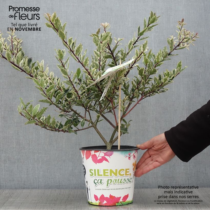 Exemplar von Europäische Stechpalme Ingramii - Ilex aquifolium Topf mit 2L/3L wie im Herbst geliefert