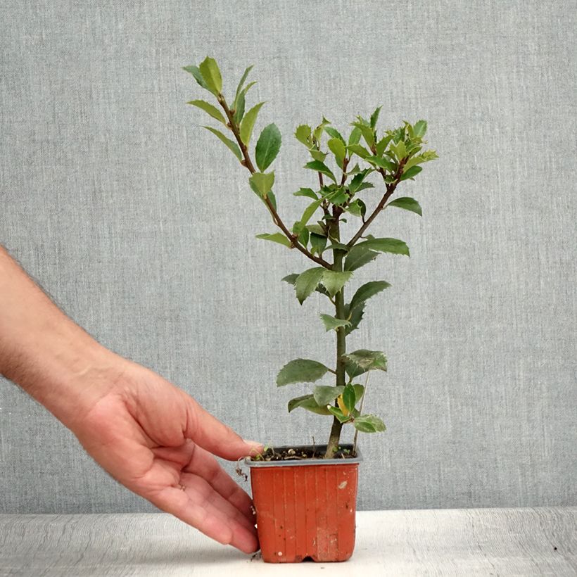Exemplar von Stechpalme Heckenpracht - Ilex meserveae Kleine Töpfe von 8/9 cm wie im Sommer geliefert