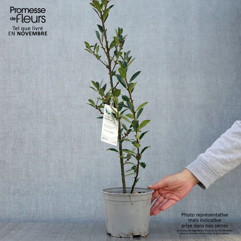 Exemplar von Stechpalme Heckenpracht - Ilex meserveae Topf mit 2L/3L wie im Herbst geliefert