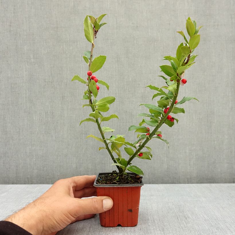 Exemplar von Stechpalme Mesid - Ilex meserveae Kleine Töpfe von 8/9 cm wie im Sommer geliefert