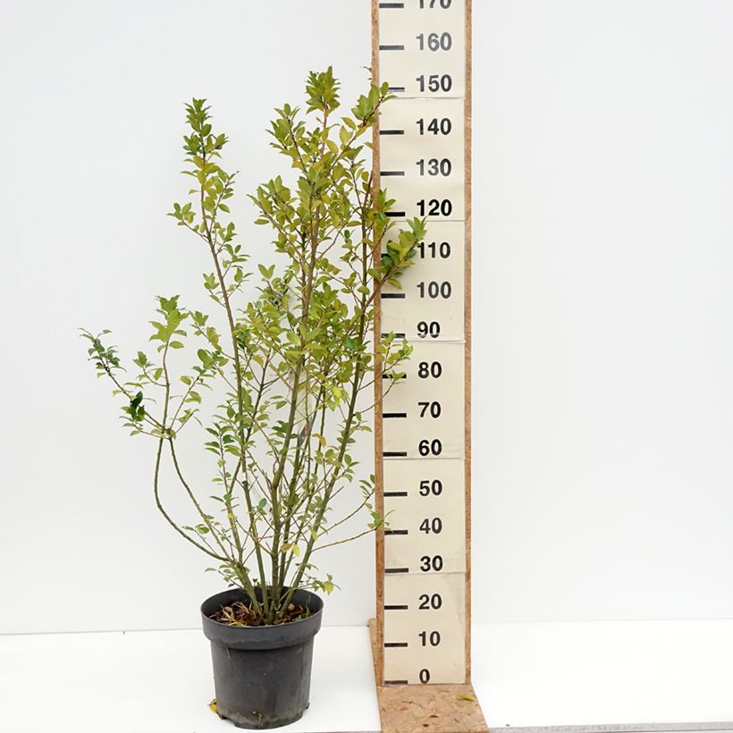 Exemplar von Stechpalme Mesid - Ilex meserveae Topf mit 12L/15L wie im Herbst geliefert
