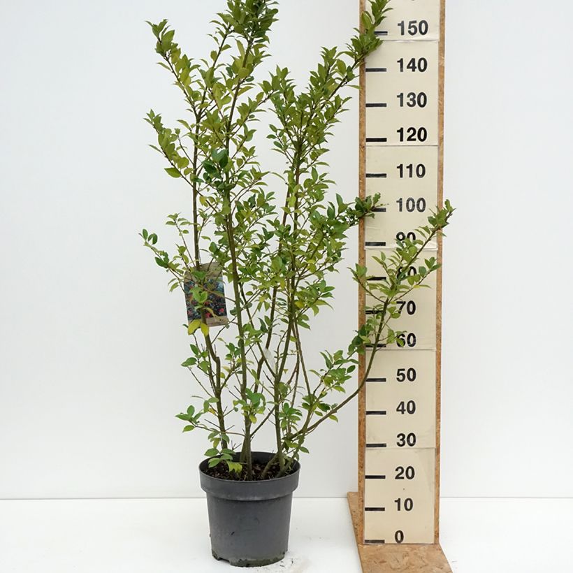 Exemplar von Stechpalme Mesid - Ilex meserveae Topf mit 12L/15L wie im Sommer geliefert