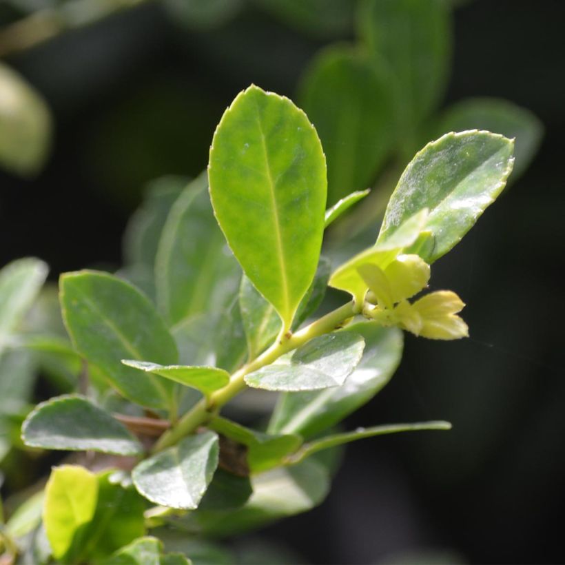 Großblättrige Golden King - Ilex (Laub)