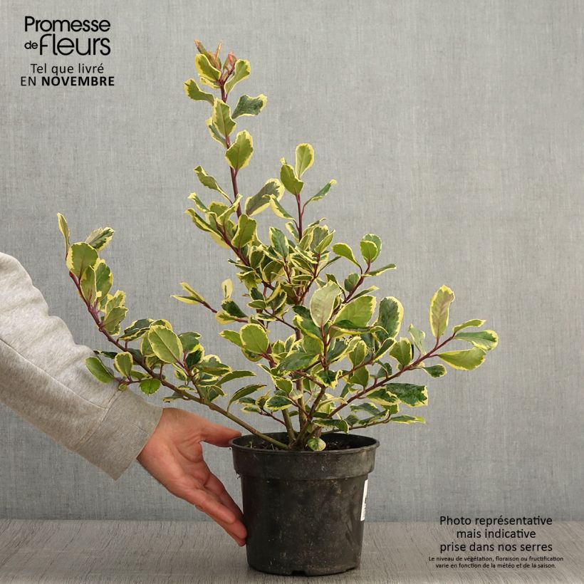 Exemplar von Großblättrige Golden King - Ilex Topf mit 2L/3L wie im Herbst geliefert