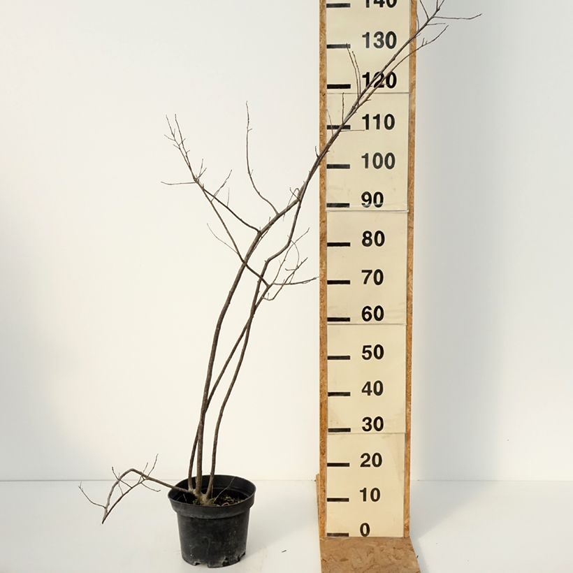 Exemplar von Ilex verticillata Oosterwijk - Korallenhülse Topf mit 4L/5L wie im Herbst geliefert