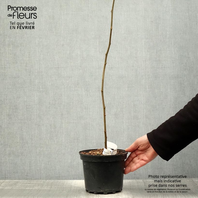 Exemplar von Japanischer Rosinenbaum - Hovenia dulcis Topf mit 2L/3L wie im Winter geliefert