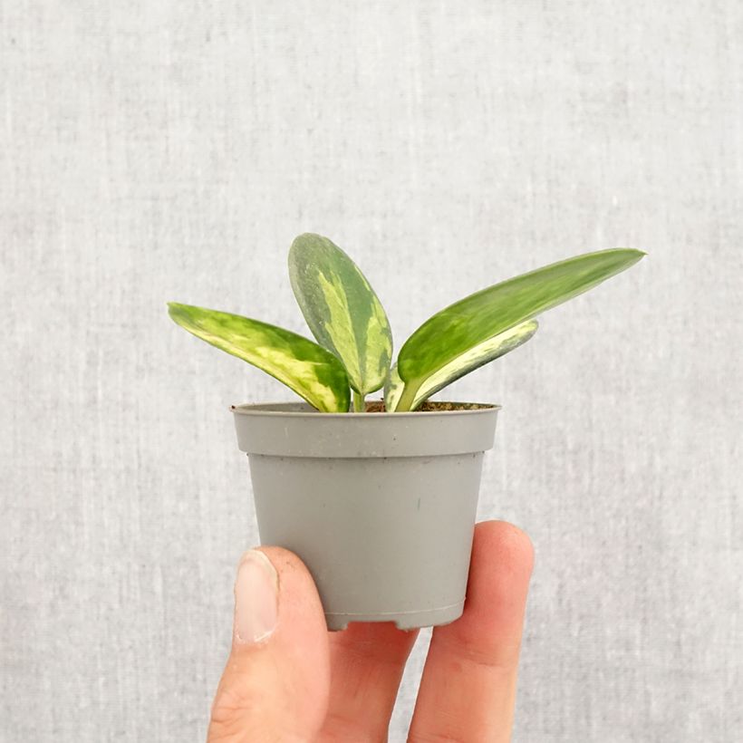 Exemplar von Hoya australis Tricolor - Porzellanblume Mini-plante wie im Frühjahr geliefert