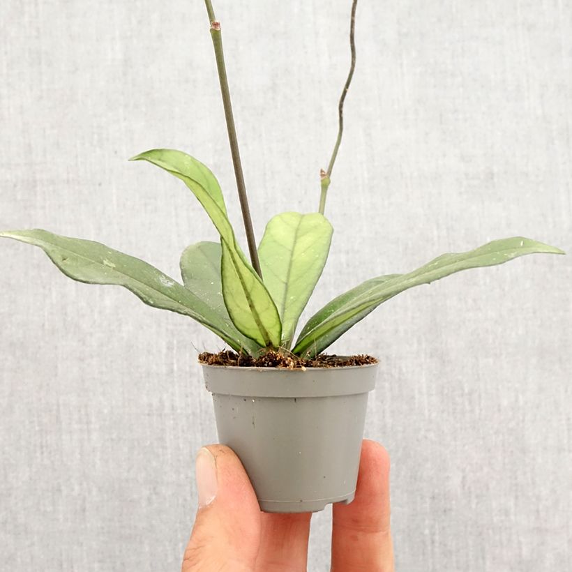Exemplar von Hoya crassipetiolata - Porzellanblume Mini-plante wie im Frühjahr geliefert