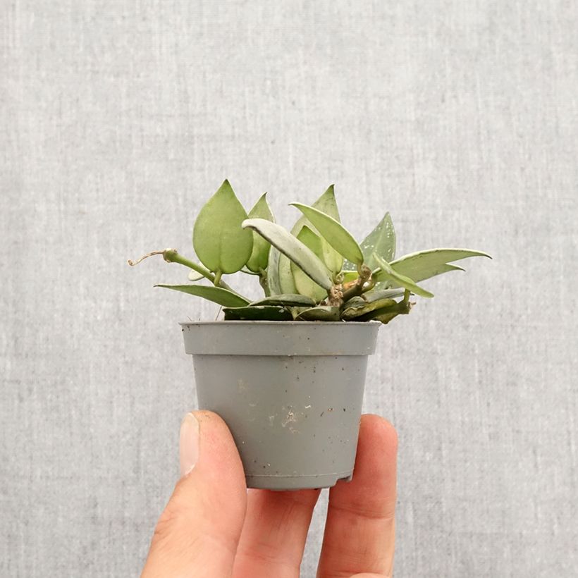 Exemplar von Hoya Eskimo - Porzellanblume Mini-plante wie im Frühjahr geliefert