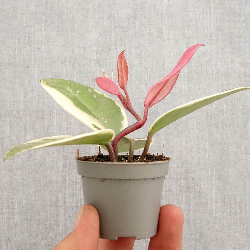 Exemplar von Hoya Flamingo Dream - Porzellanblume Mini-plante wie im Frühjahr geliefert