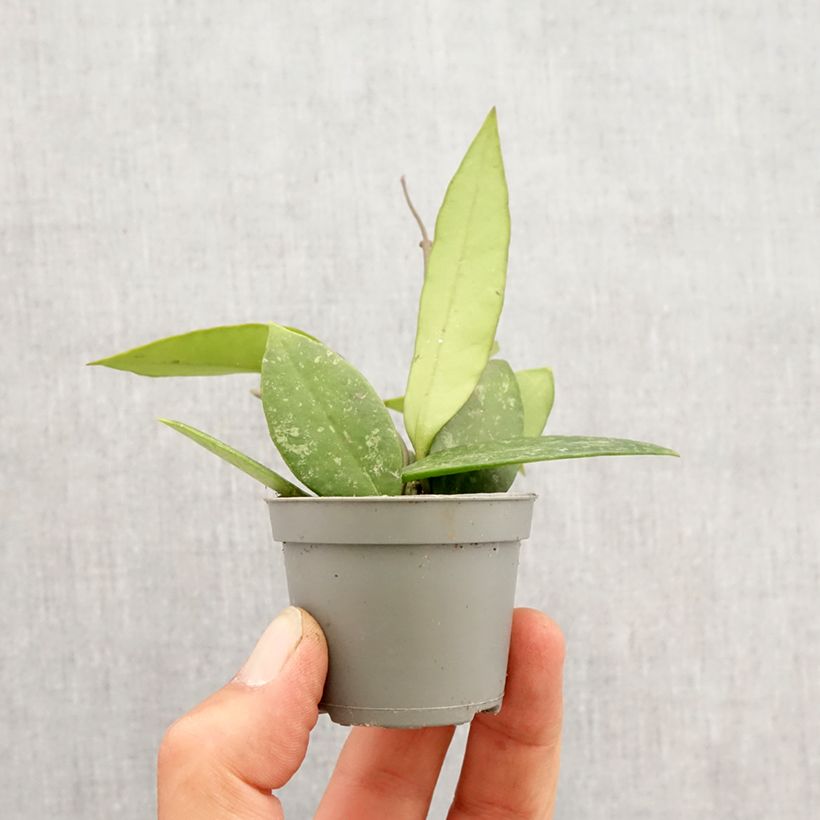 Exemplar von Hoya gracilis - Porzellanblume Mini-plante wie im Frühjahr geliefert