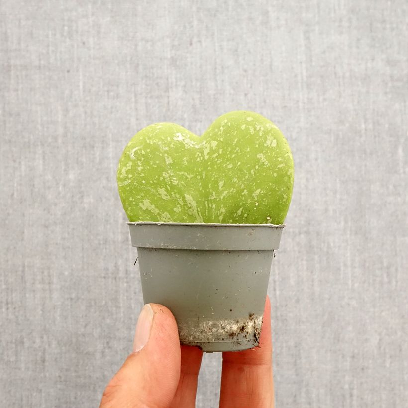 Exemplar von Hoya kerrii Splash - Herzblatt-Pflanze Mini-plante wie im Frühjahr geliefert