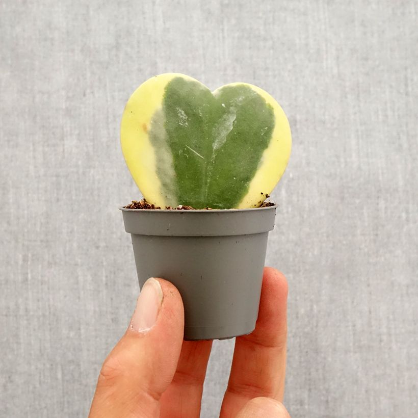 Exemplar von Hoya kerrii Variegata - Herzblatt-Pflanze Mini-plante wie im Frühjahr geliefert