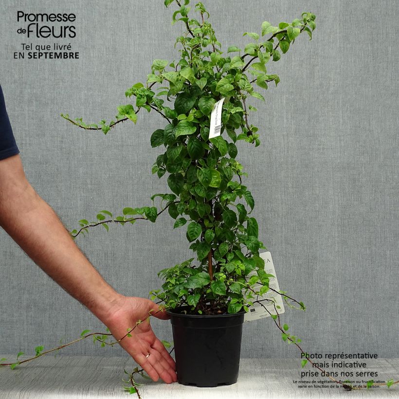 Exemplar von Hydrangea anomala sp glabra Crug Coral - Kletter-Hortensie Topf mit 2L/3L wie im Herbst geliefert