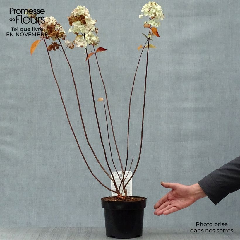 Exemplar von Rispenhortensie Fraise Melba - Hydrangea paniculata Topf mit 3L/4L wie im Herbst geliefert