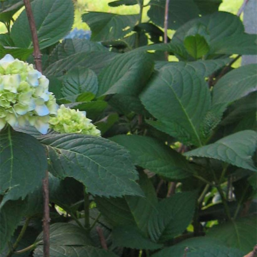 Hydrangea macrophylla Nikko Blue - Bauernhortensie (Laub)