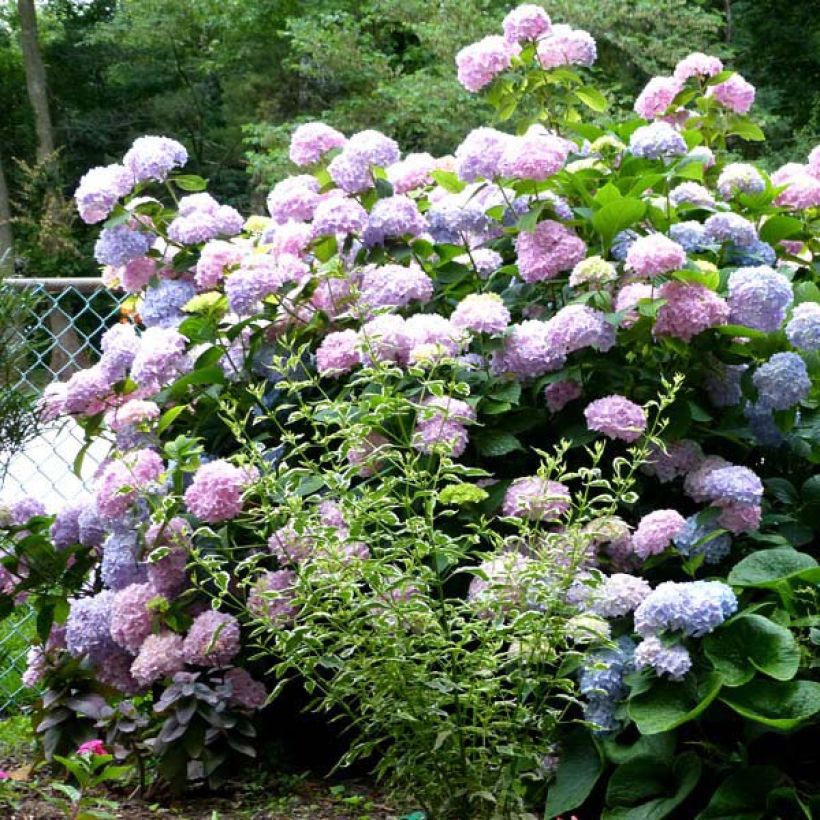 Hydrangea macrophylla Nikko Blue - Bauernhortensie (Hafen)
