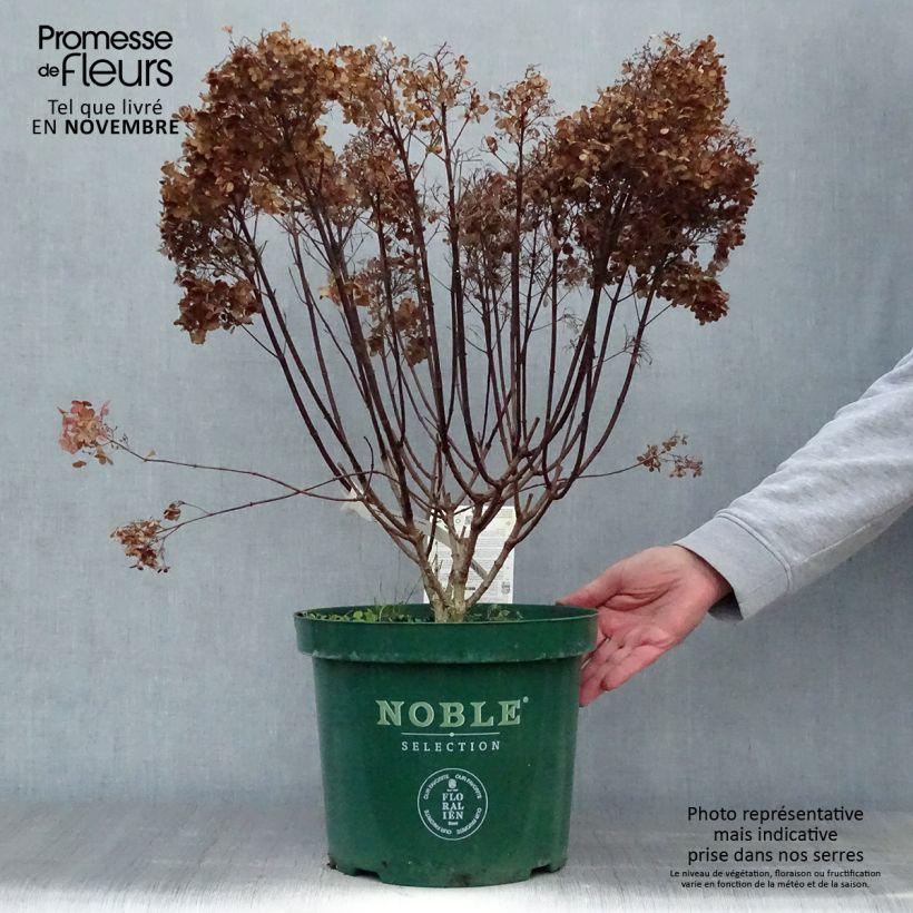 Exemplar von Rispenhortensie Bobo - Hydrangea paniculata Topf mit 6L/7L wie im Herbst geliefert