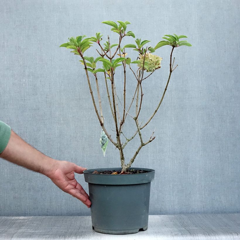 Exemplar von Rispenhortensie Bobo - Hydrangea paniculata Topf mit 6L/7L wie im Sommer geliefert