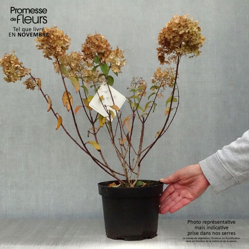 Exemplar von Rispenhortensie Bobo - Hydrangea paniculata Topf mit 3L/4L wie im Herbst geliefert