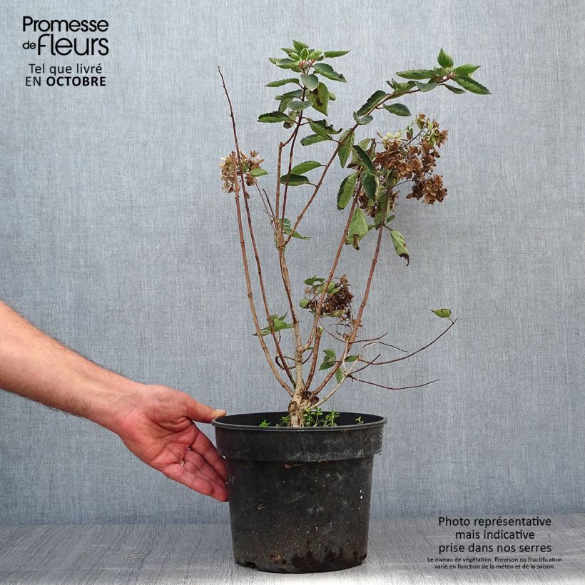 Exemplar von Rispenhortensie Bombshell - Hydrangea paniculata Topf mit 2L/3L wie im Herbst geliefert