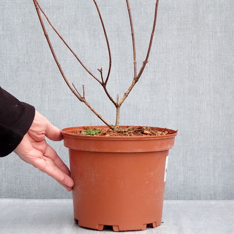 Exemplar von Rispenhortensie Candlelight - Hydrangea paniculata Topf mit 3L/4L wie im Winter geliefert