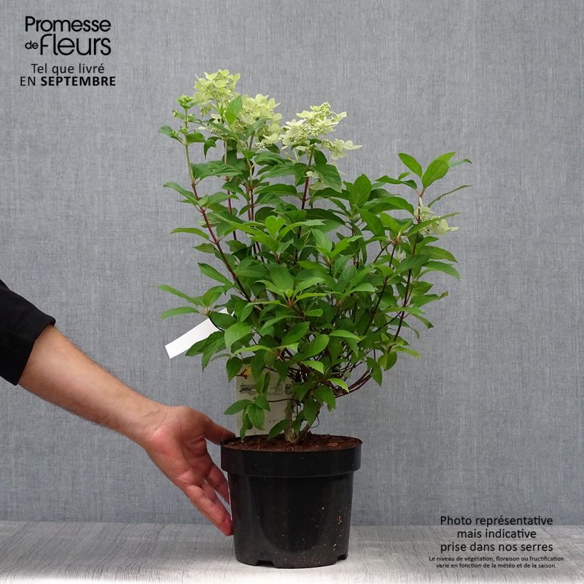 Exemplar von Rispenhortensie Confetti - Hydrangea paniculata Topf mit 2L/3L wie im Herbst geliefert