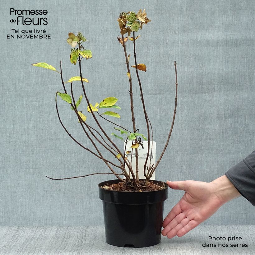 Exemplar von Rispenhortensie Dart's Little Dot - Hydrangea paniculata Topf mit 3L/4L wie im Herbst geliefert