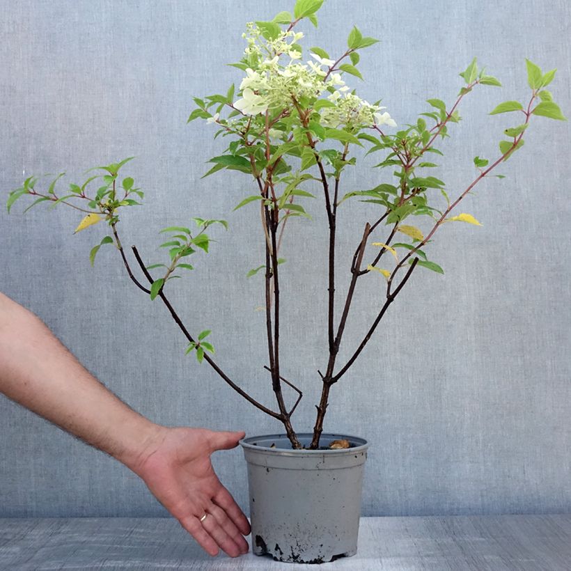 Exemplar von Rispenhortensie Dentelle De Gorron - Hydrangea paniculata Topf mit 3L/4L wie im Sommer geliefert