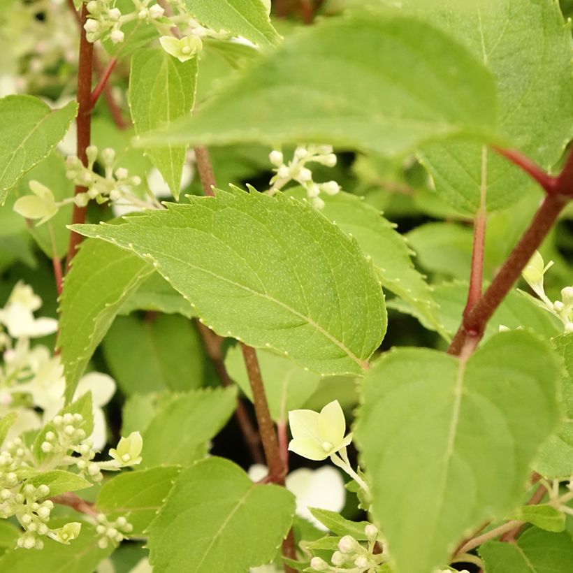 Rispenhortensie Dentelle De Gorron - Hydrangea paniculata (Laub)