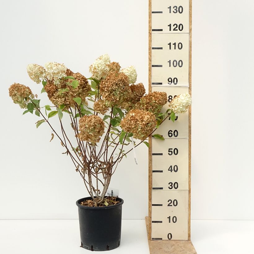 Exemplar von Rispenhortensie Diamantino - Hydrangea paniculata Topf mit 12L/15L wie im Sommer geliefert