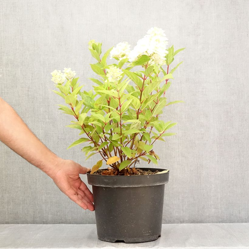 Exemplar von Rispenhortensie Fraise Melba - Hydrangea paniculata Topf mit 7,5L/10L wie im Sommer geliefert