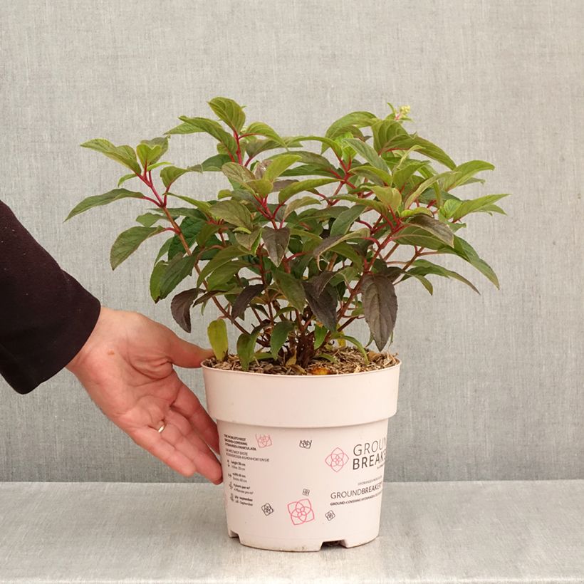 Exemplar von Rispenhortensie Groundbreaker - Hydrangea paniculata Topf mit 3L/4L wie im Herbst geliefert