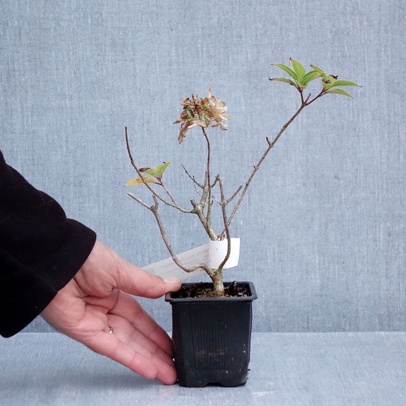 Exemplar von Rispenhortensie Limelight - Hydrangea paniculata Kleine Töpfe von 8/9 cm wie im Herbst geliefert