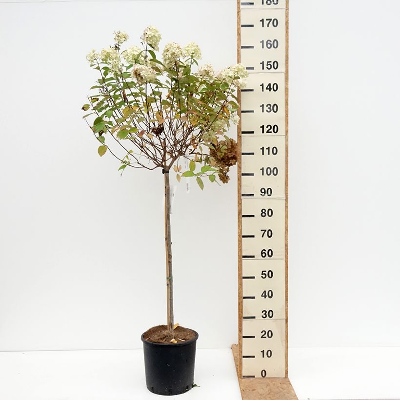 Exemplar von Rispenhortensie Limelight - Hydrangea paniculata Topf mit 12L/15L wie im Herbst geliefert
