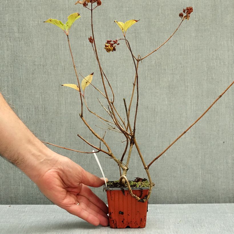 Exemplar von Rispenhortensie Magical Fire - Hydrangea paniculata Kleine Töpfe von 8/9 cm wie im Herbst geliefert