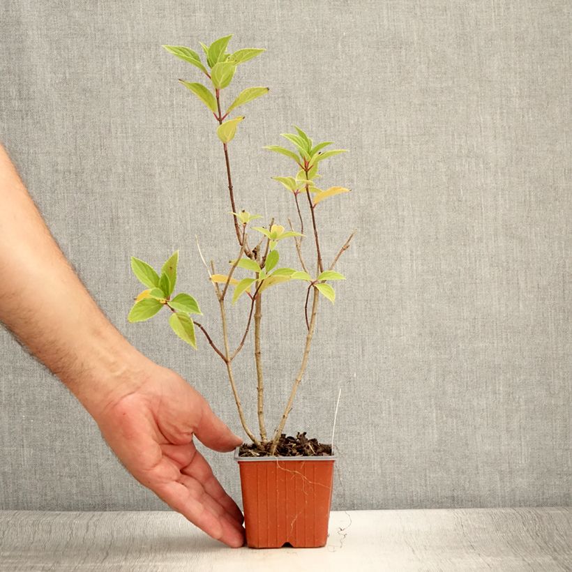 Exemplar von Rispenhortensie Mojito - Hydrangea paniculata Kleine Töpfe von 8/9 cm wie im Sommer geliefert
