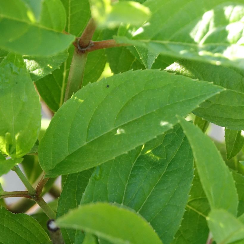 Rispenhortensie Petite Star - Hydrangea paniculata (Laub)
