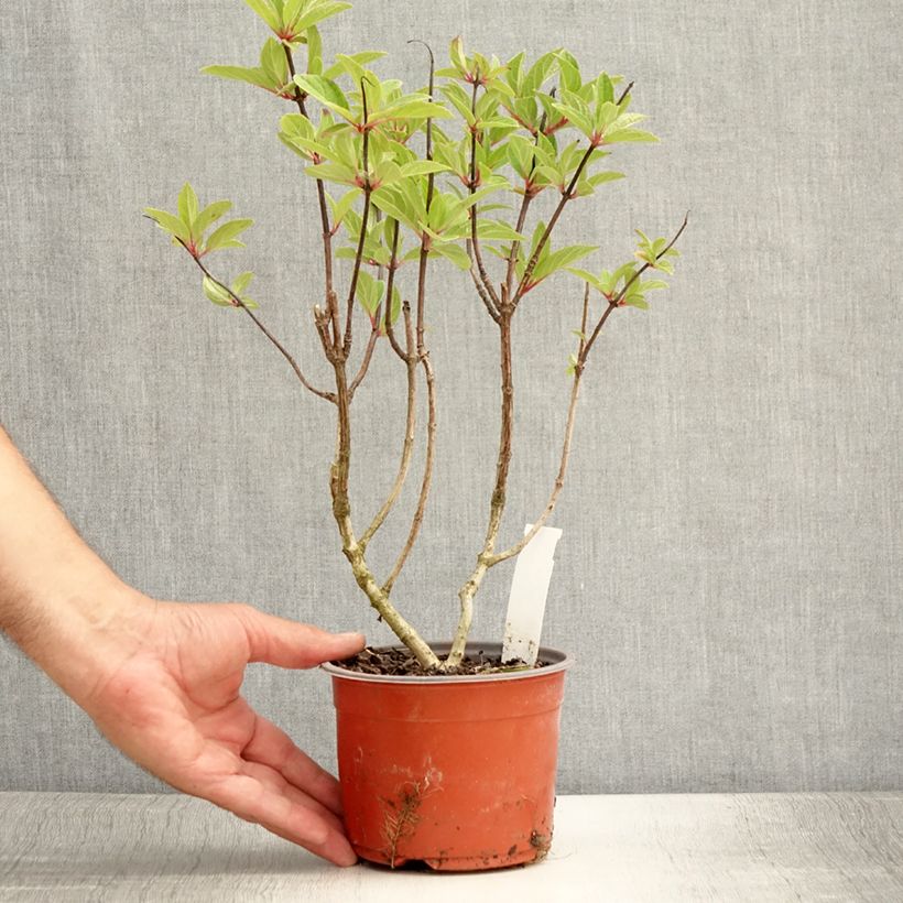 Exemplar von Rispenhortensie Pinky Winky - Hydrangea paniculata Kleine Töpfe von 8/9 cm wie im Sommer geliefert