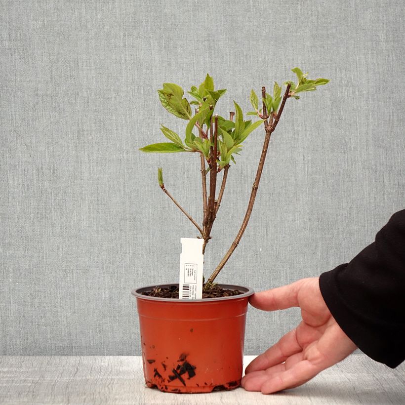 Exemplar von Rispenhortensie Pinky Winky - Hydrangea paniculata Kleine Töpfe von 8/9 cm wie im Frühjahr geliefert