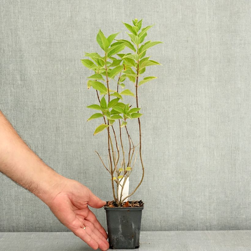 Exemplar von Rispenhortensie Pixio - Hydrangea paniculata Topf 12 cm / 13 cm wie im Sommer geliefert